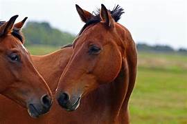Caballos