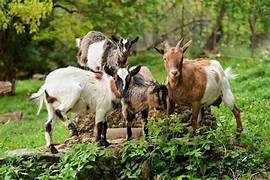 Cabras