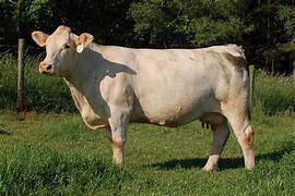 Charolais