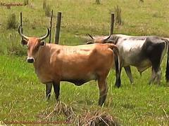 Criollo Argentino