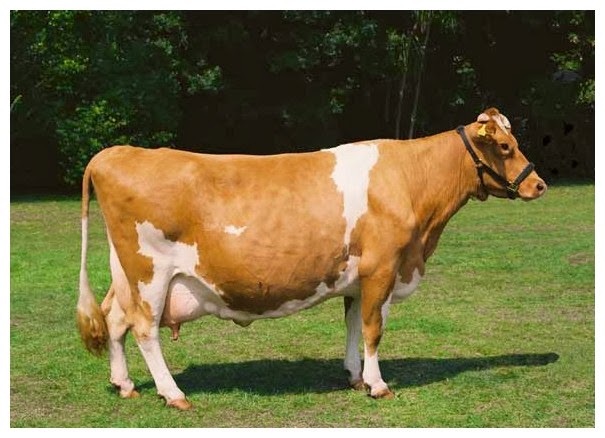 Guernsey