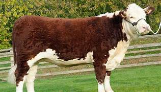 Hereford