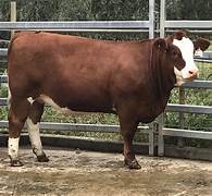 Simmental